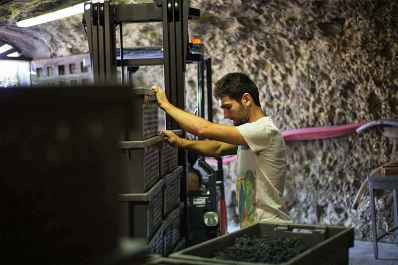 Un jeune homme empile des caisses de grains de raisins