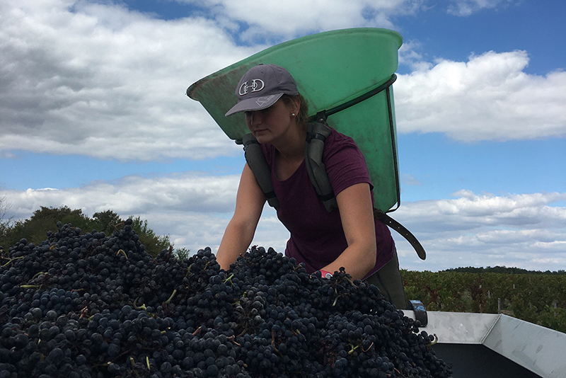 Un homme porte une hotte de grappes de raisin