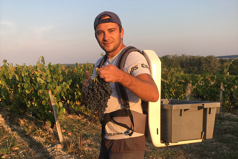 Un jeune homme souriant en pleine vendange !