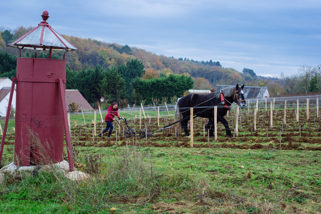 Un cheval de trait dans les vignes Clos Roussely