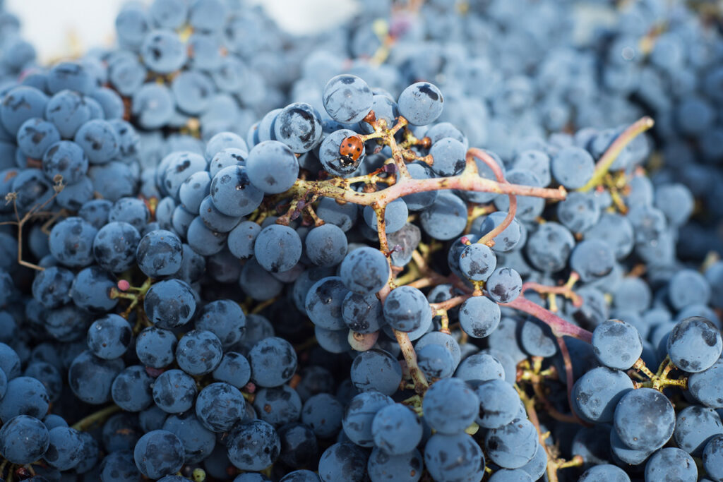 Grappes de raisin rouges