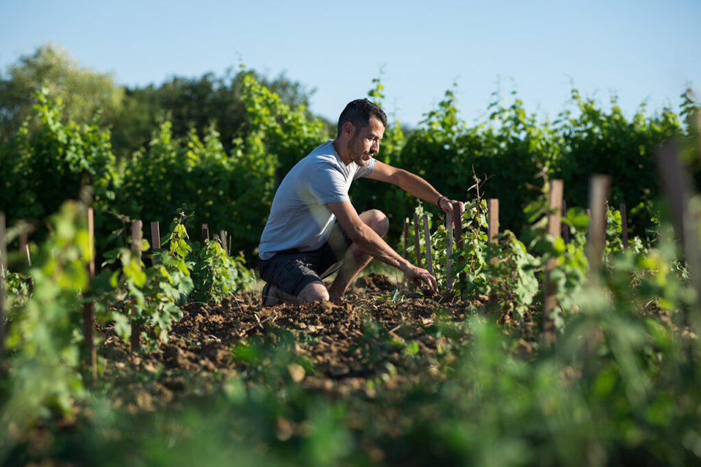 Vincent Roussely dans ses vignes