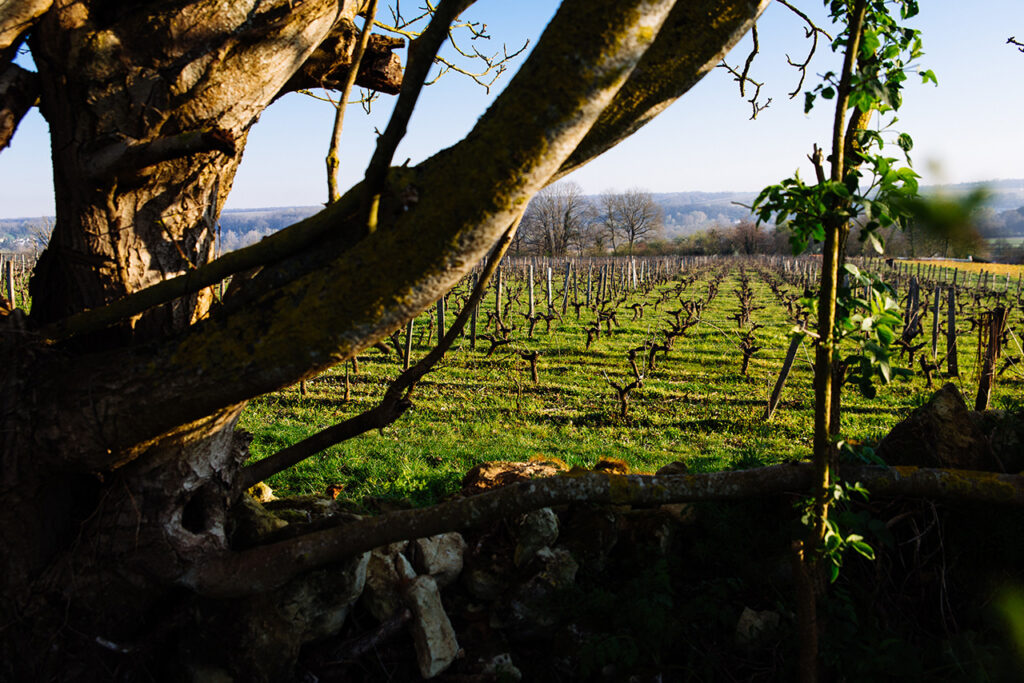 Vue des vignes du Clos Roussely