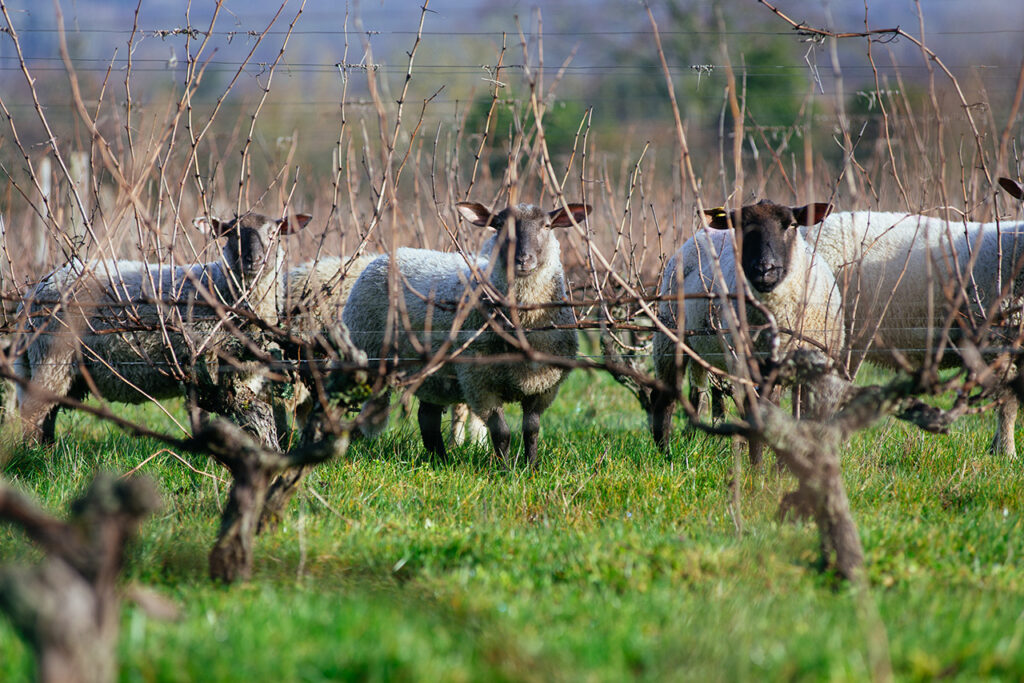 Des moutons dans les vignes