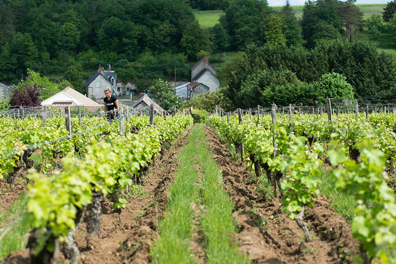 Champ de vignes